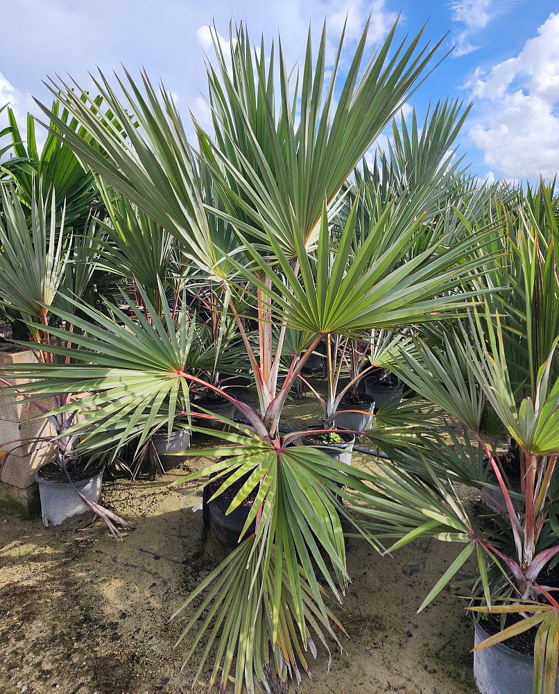 latania-latan-palm
