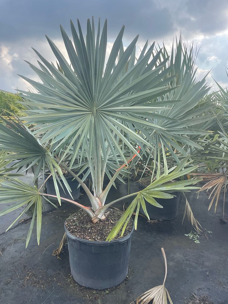 latania-latan-palm