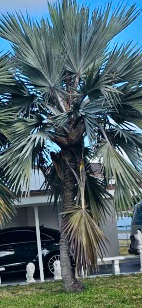 latania-latan-palm