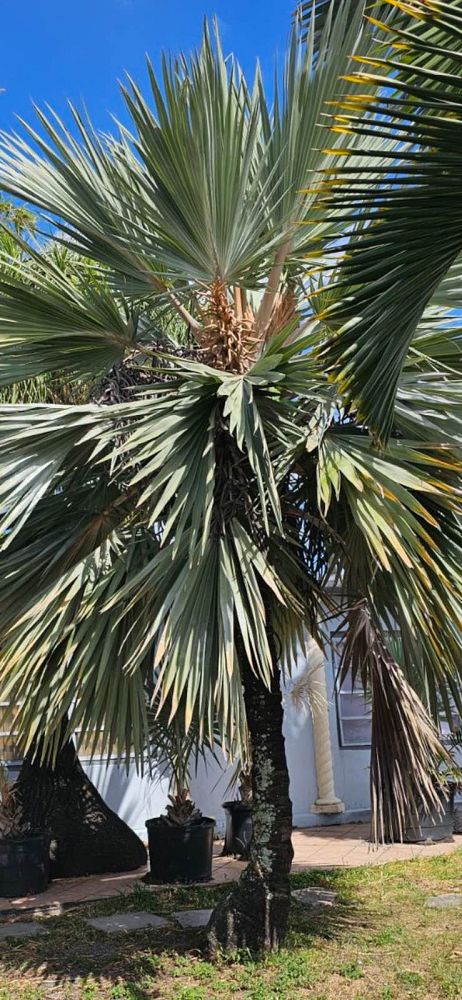 latania-latan-palm