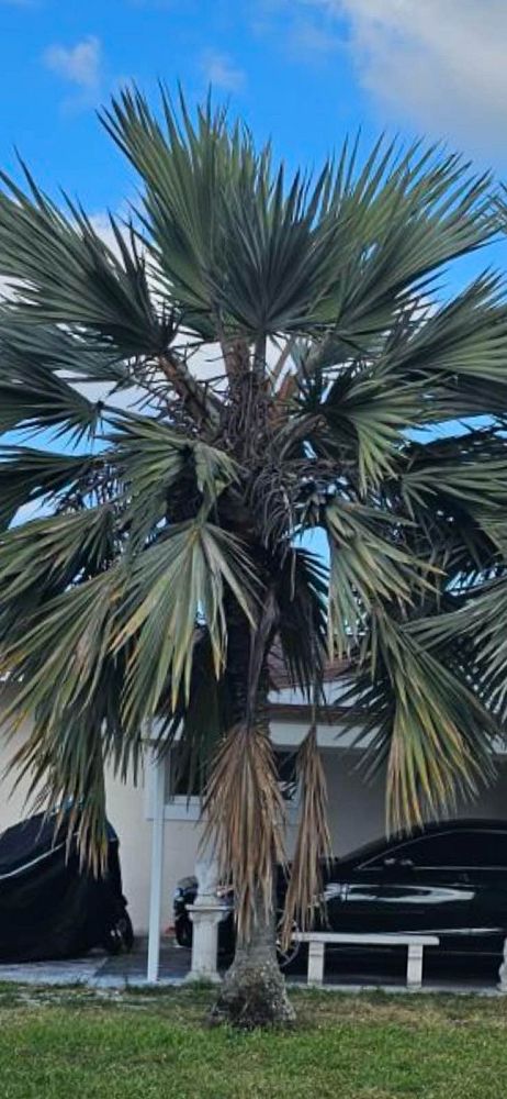 latania-latan-palm