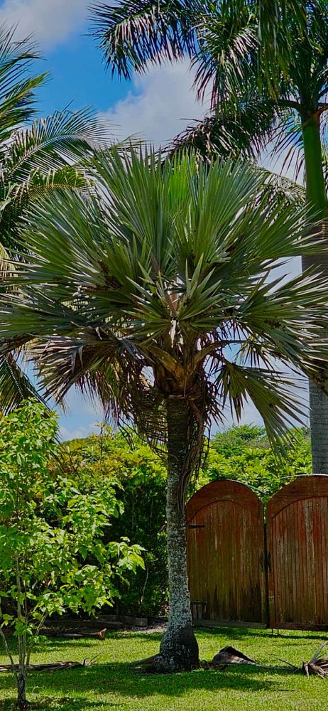 latania-latan-palm