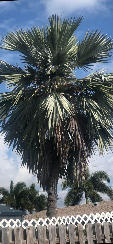 latania-latan-palm