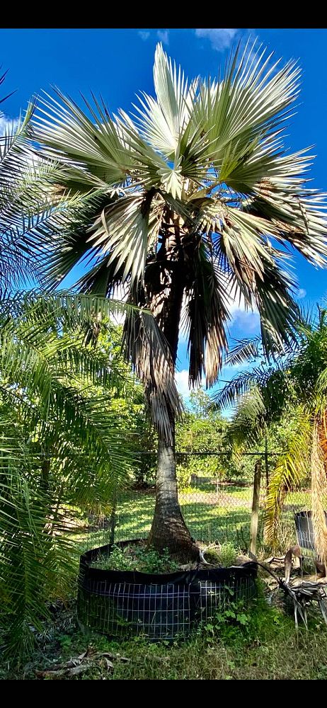 latania-latan-palm