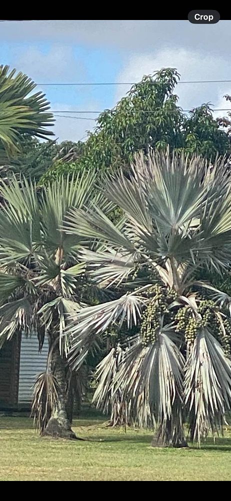 latania-latan-palm