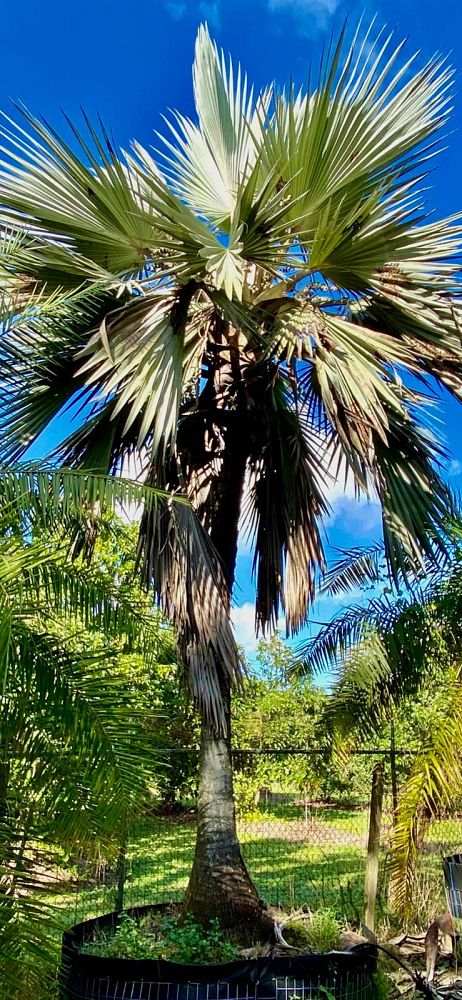 latania-latan-palm