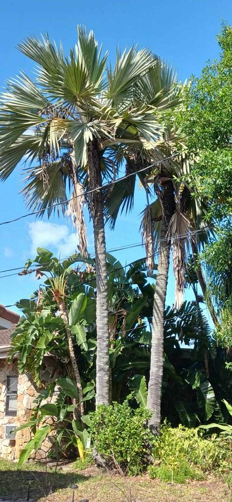 latania-latan-palm