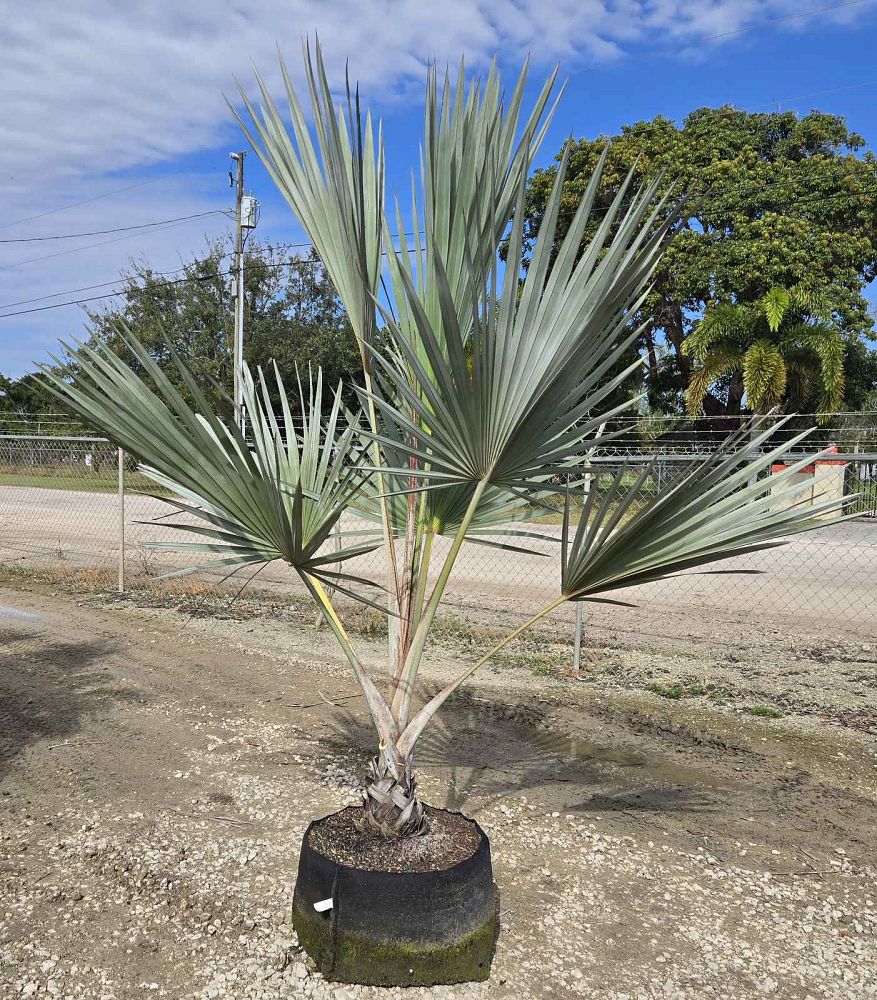 latania-latan-palm
