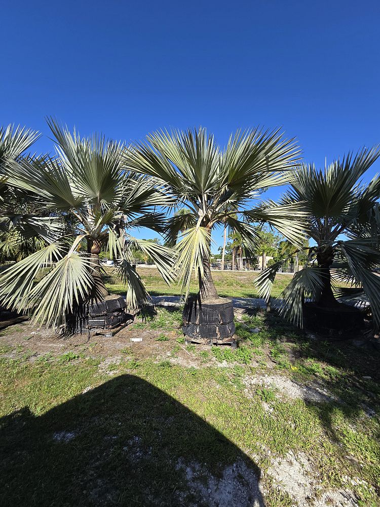 latania-latan-palm