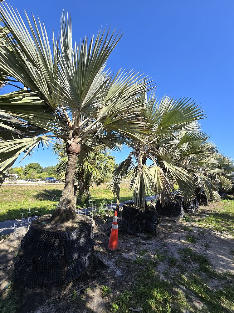 latania-latan-palm
