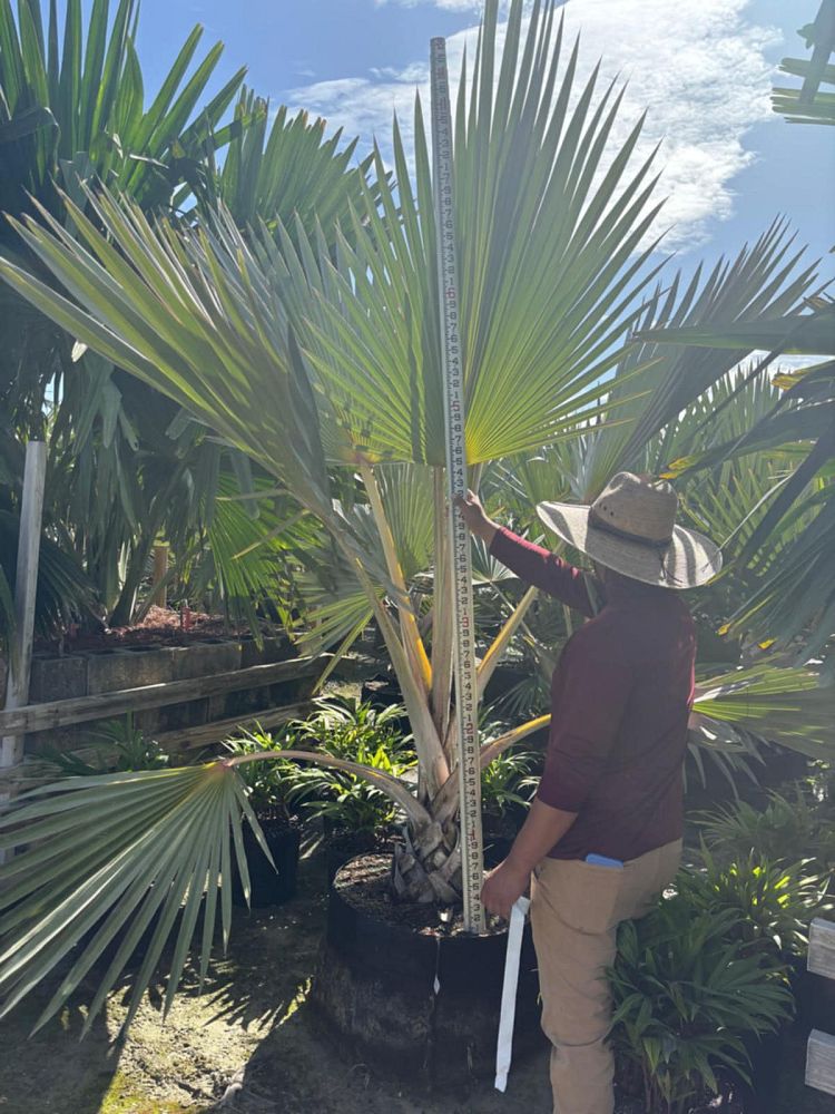 latania-latan-palm