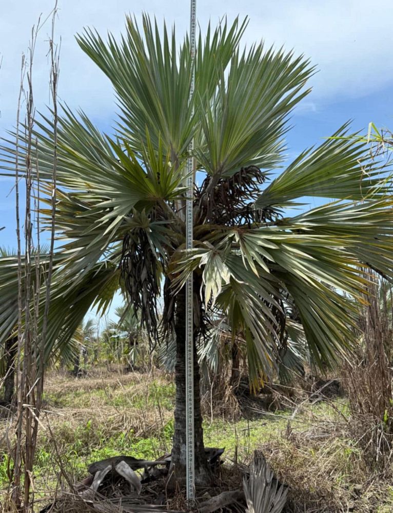 latania-latan-palm