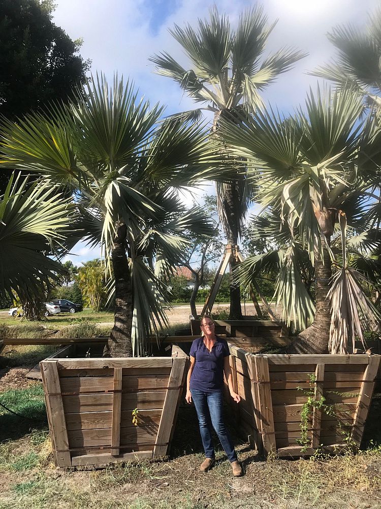 latania-loddigesii-blue-blue-latan-palm