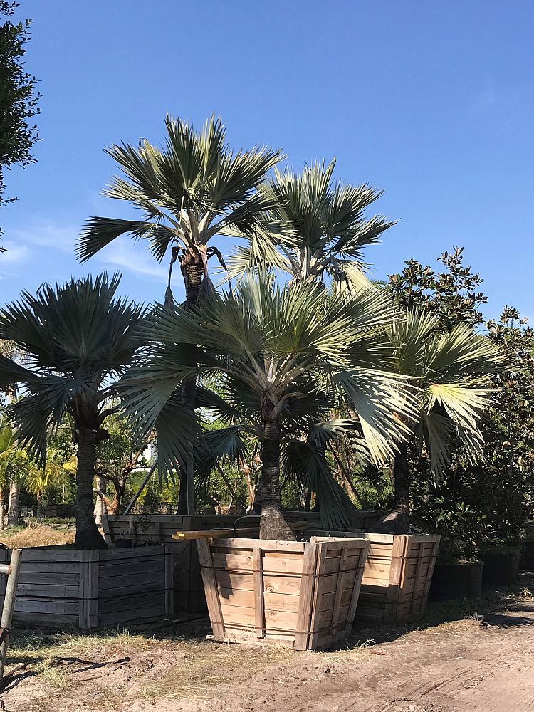latania-loddigesii-blue-blue-latan-palm