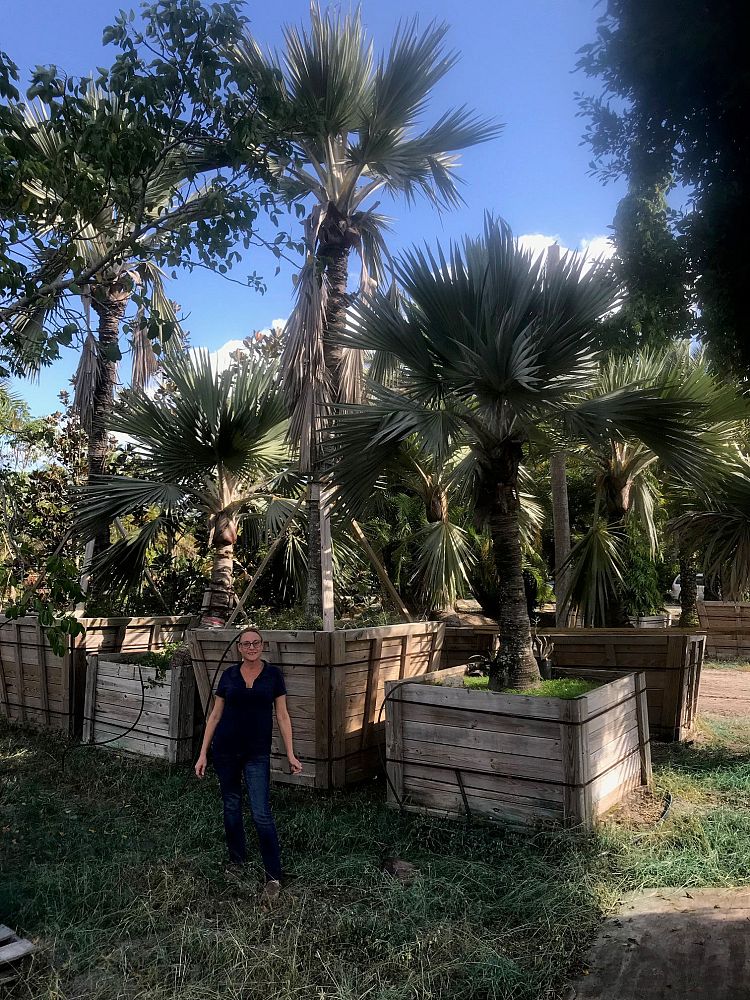 latania-loddigesii-blue-blue-latan-palm