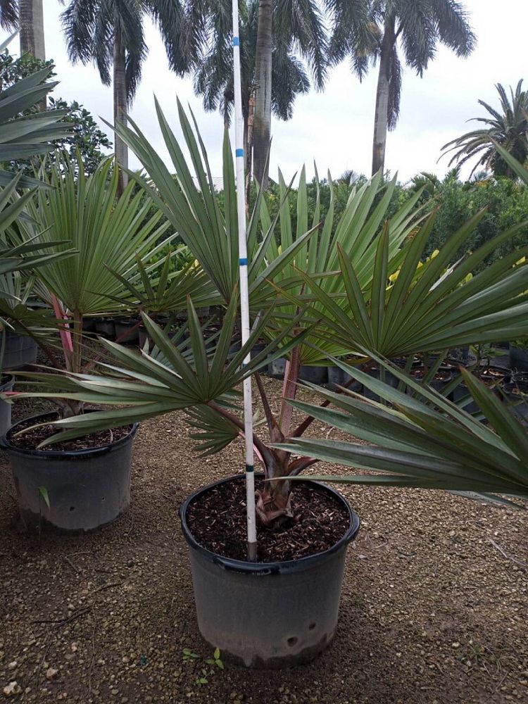 latania-loddigesii-blue-blue-latan-palm