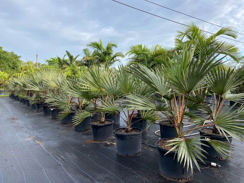 latania-loddigesii-blue-blue-latan-palm