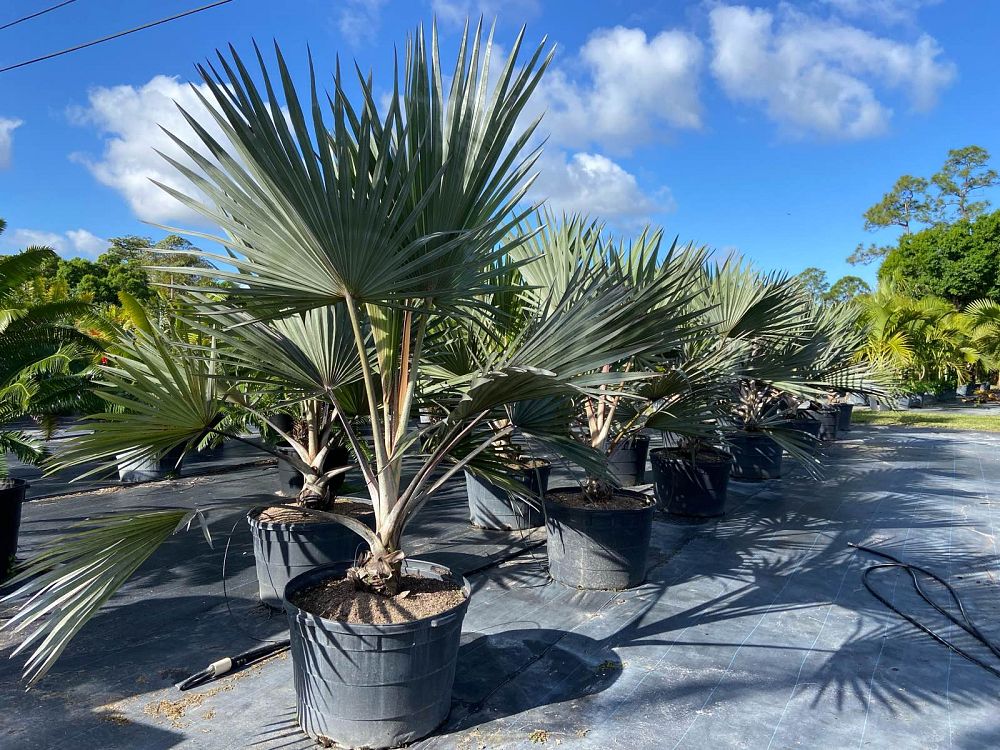 latania-loddigesii-blue-blue-latan-palm