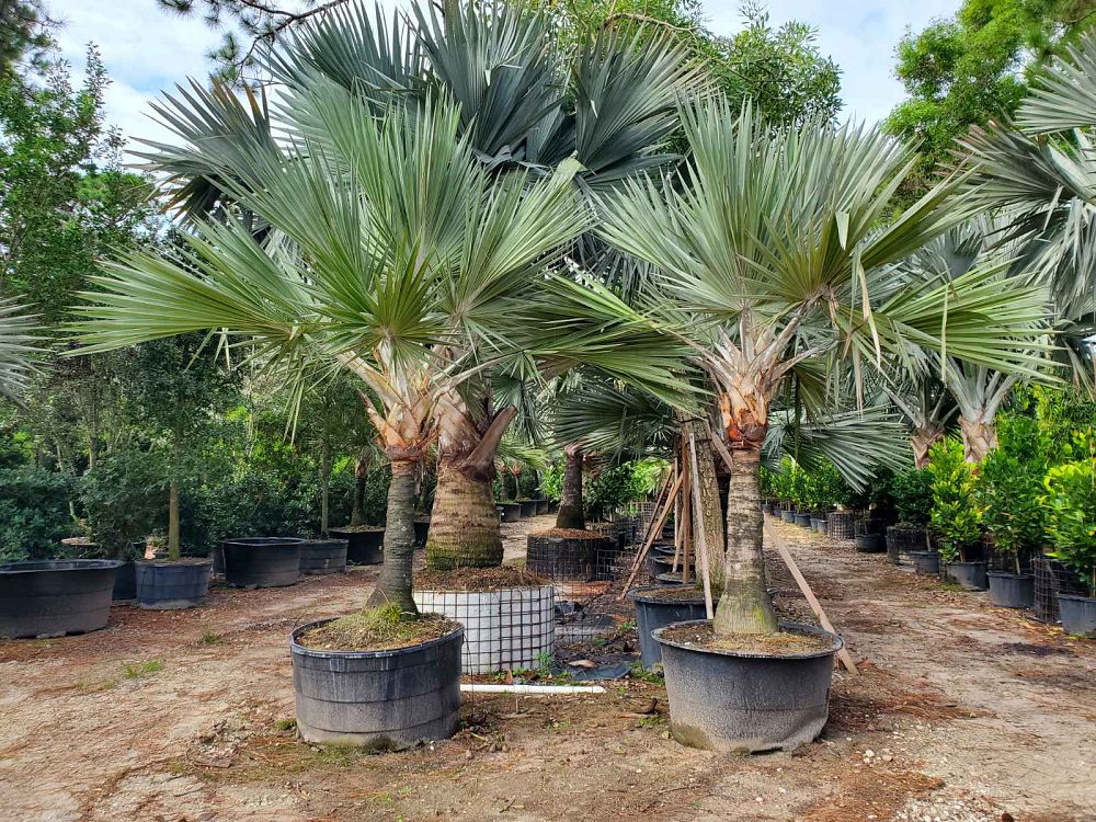 latania-loddigesii-blue-blue-latan-palm
