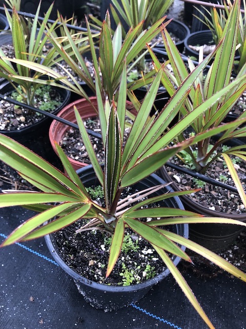 latania-loddigesii-blue-blue-latan-palm