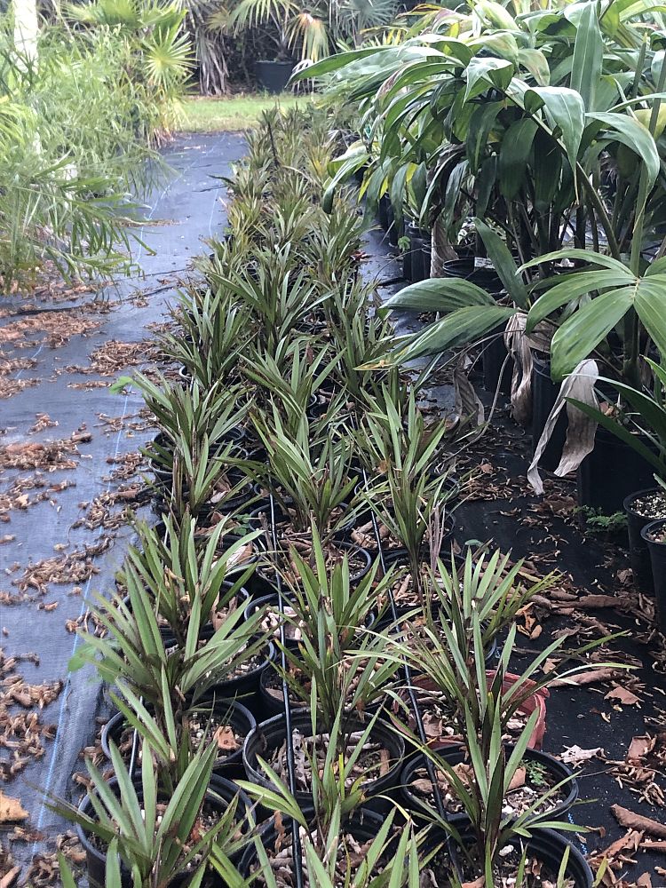 latania-loddigesii-blue-blue-latan-palm