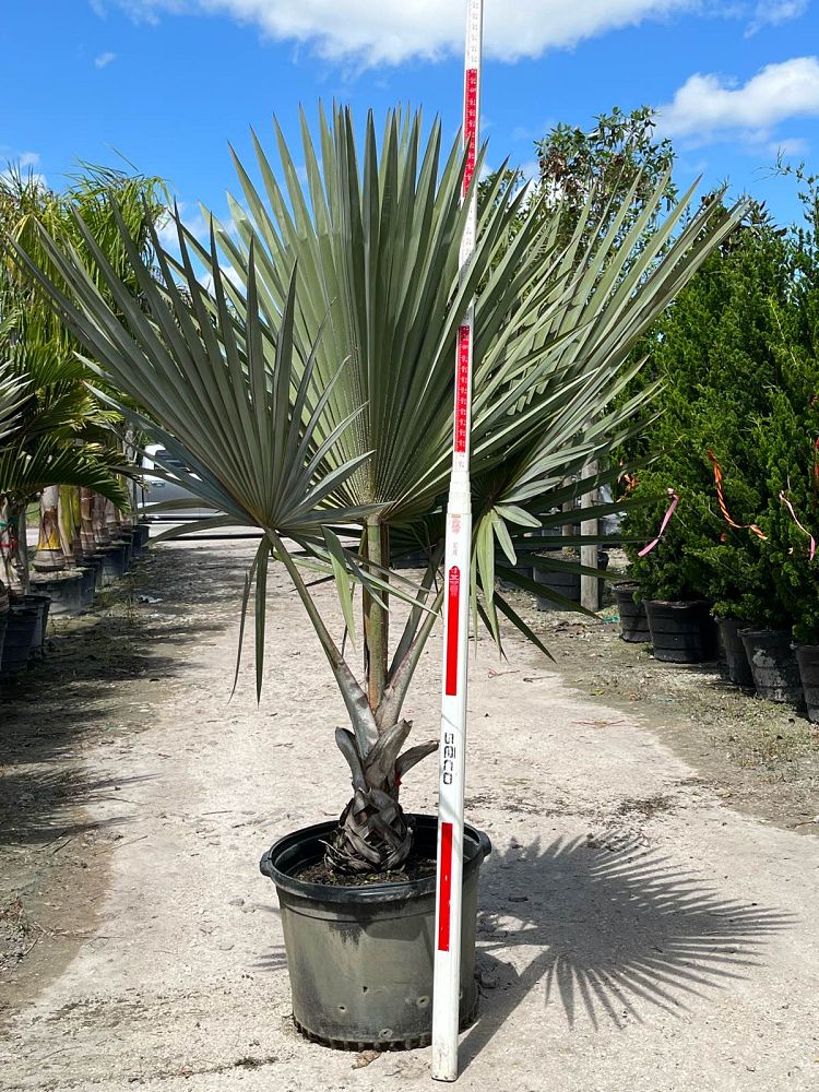 latania-loddigesii-blue-blue-latan-palm