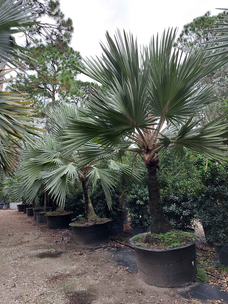 latania-loddigesii-blue-blue-latan-palm