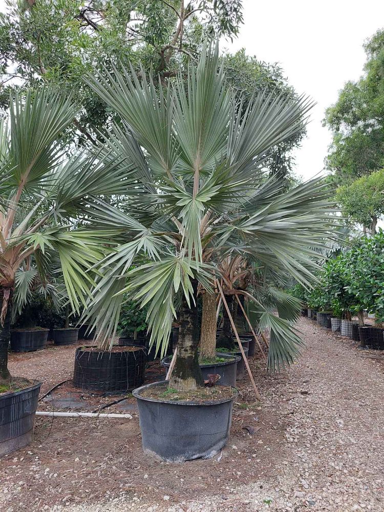 latania-loddigesii-blue-blue-latan-palm