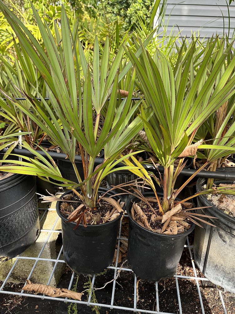 latania-loddigesii-blue-blue-latan-palm