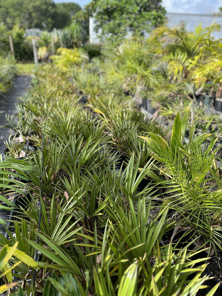 latania-loddigesii-blue-blue-latan-palm