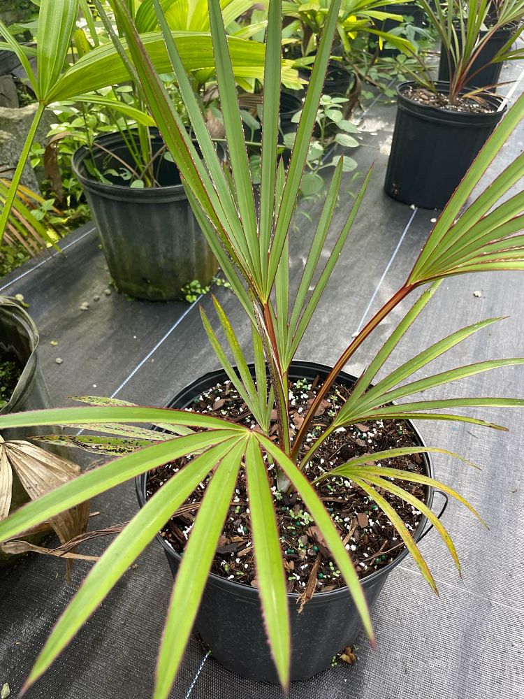 latania-loddigesii-blue-blue-latan-palm