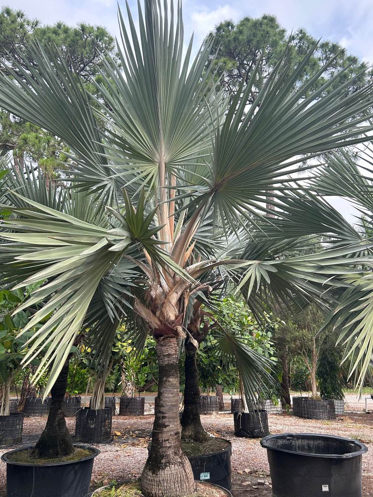 latania-loddigesii-blue-blue-latan-palm
