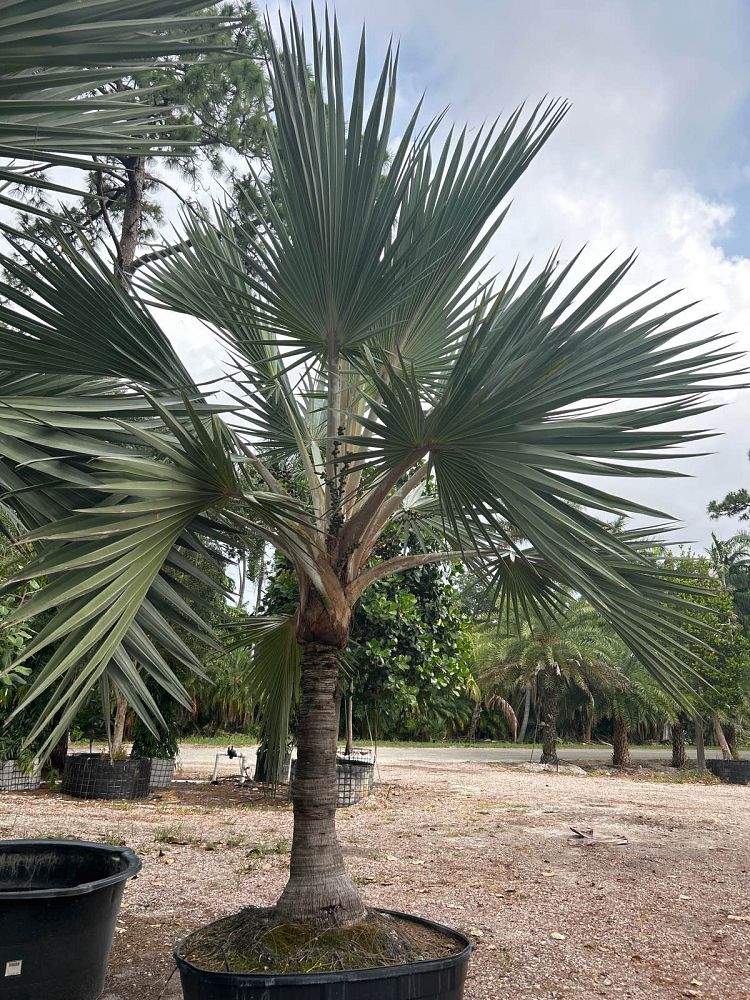 latania-loddigesii-blue-blue-latan-palm