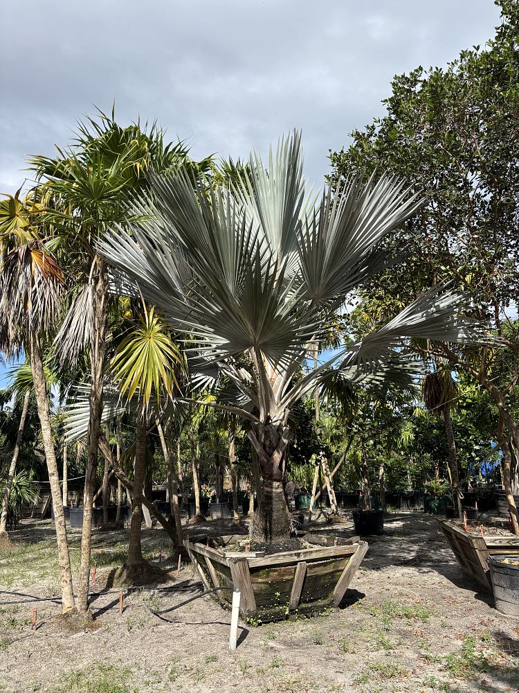 latania-loddigesii-blue-blue-latan-palm