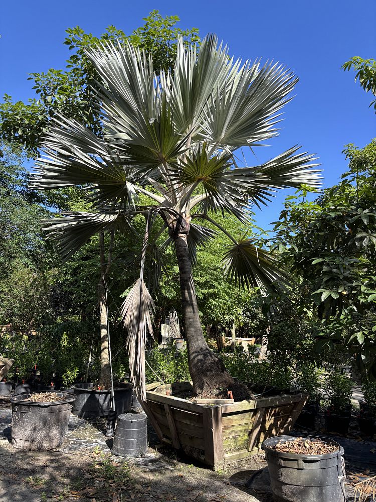 latania-loddigesii-blue-blue-latan-palm