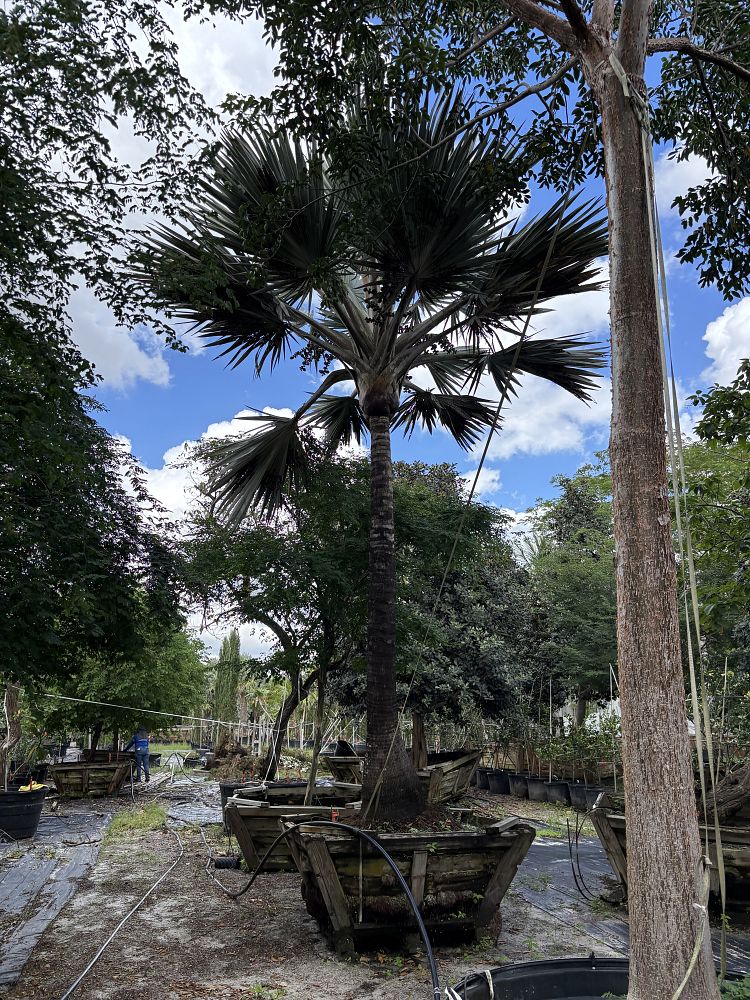 latania-loddigesii-blue-blue-latan-palm