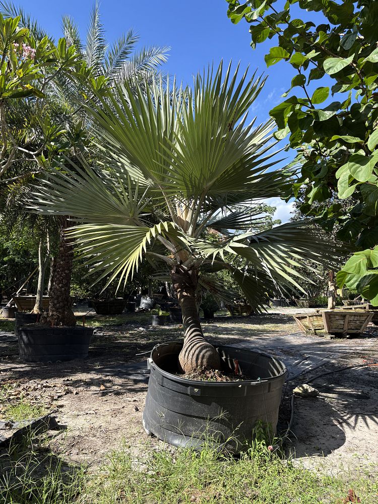 latania-loddigesii-blue-blue-latan-palm