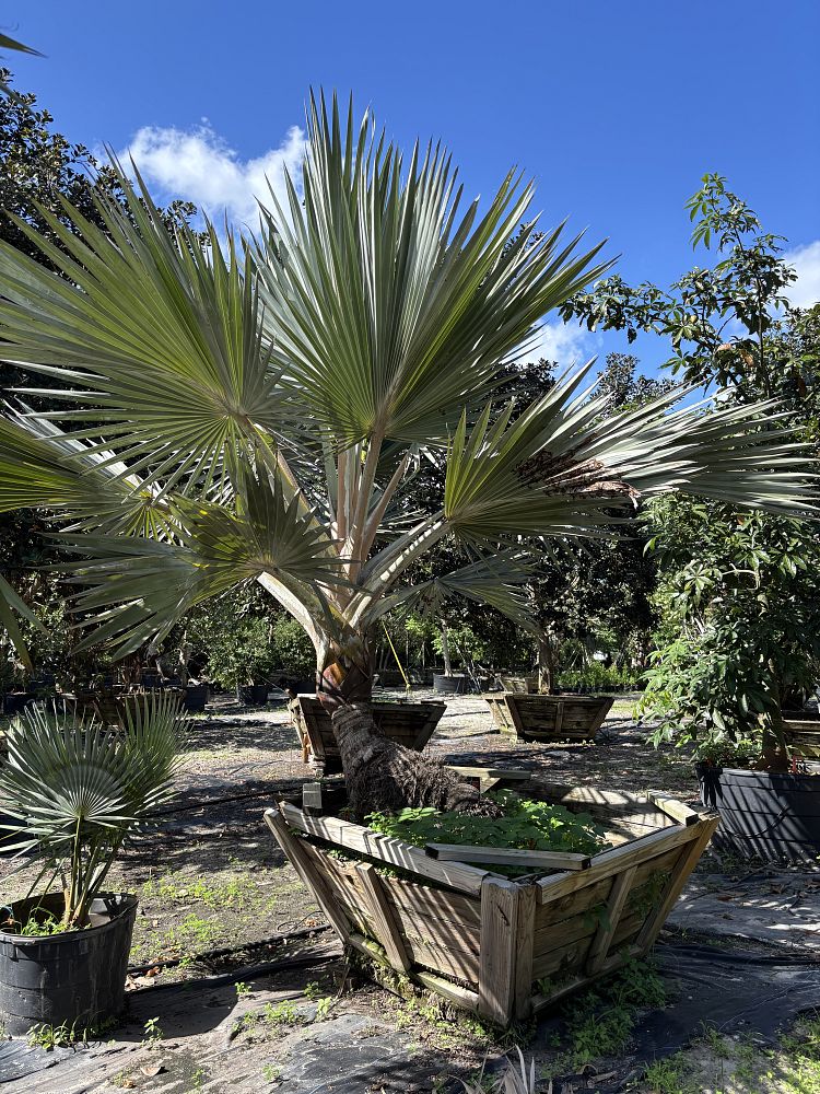 latania-loddigesii-blue-blue-latan-palm