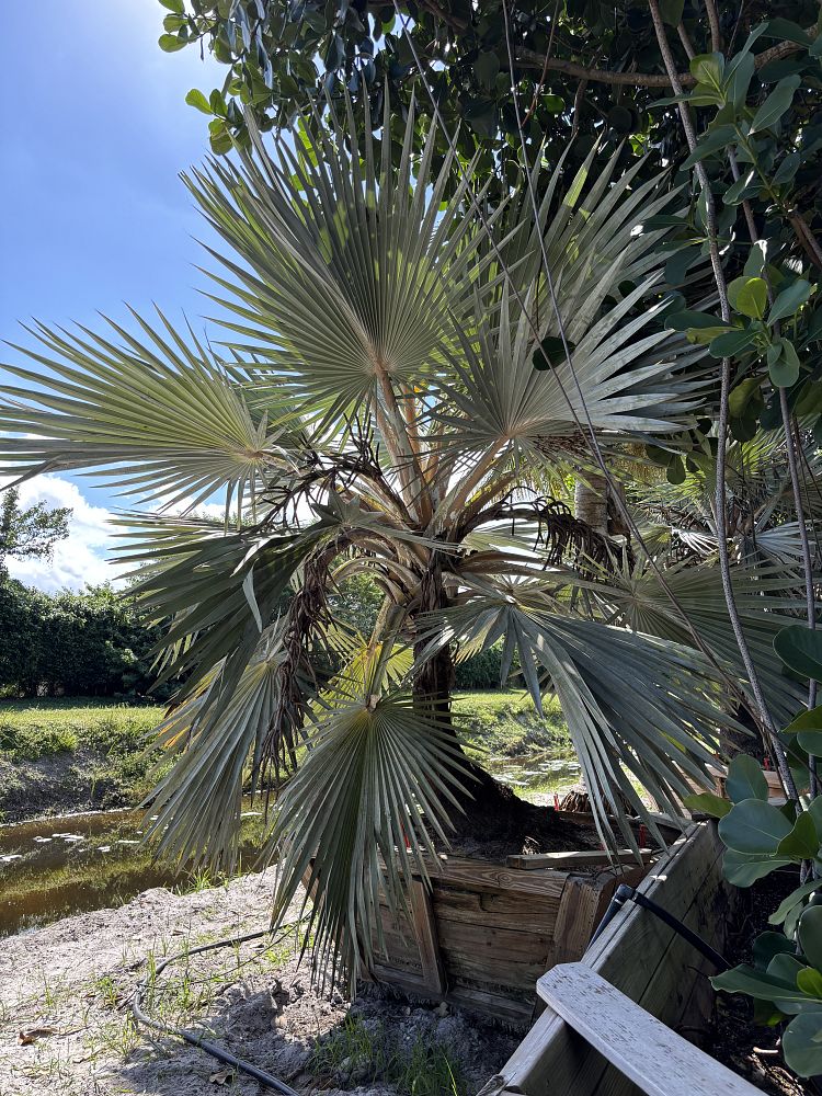 latania-loddigesii-blue-blue-latan-palm