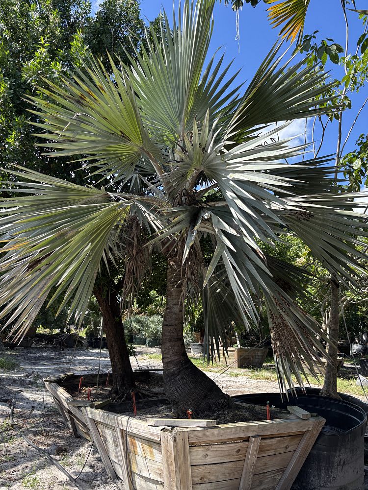latania-loddigesii-blue-blue-latan-palm