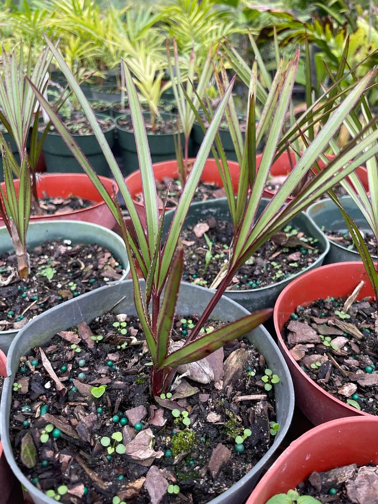latania-loddigesii-blue-blue-latan-palm