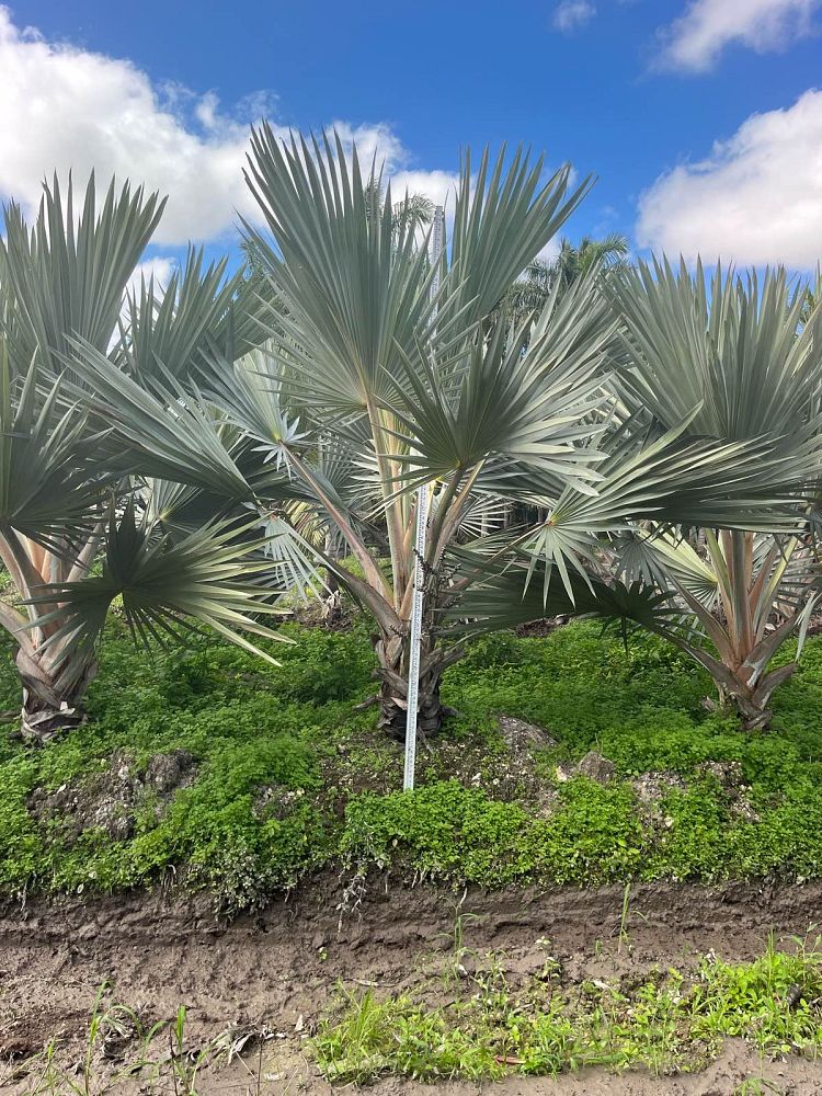 latania-loddigesii-blue-blue-latan-palm