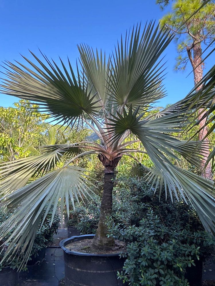 latania-loddigesii-blue-blue-latan-palm