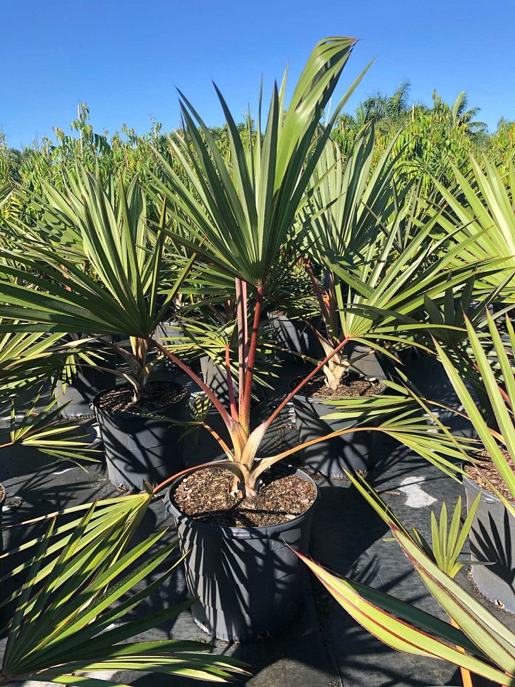 latania-lontaroides-red-latan-palm-latania-borbonica