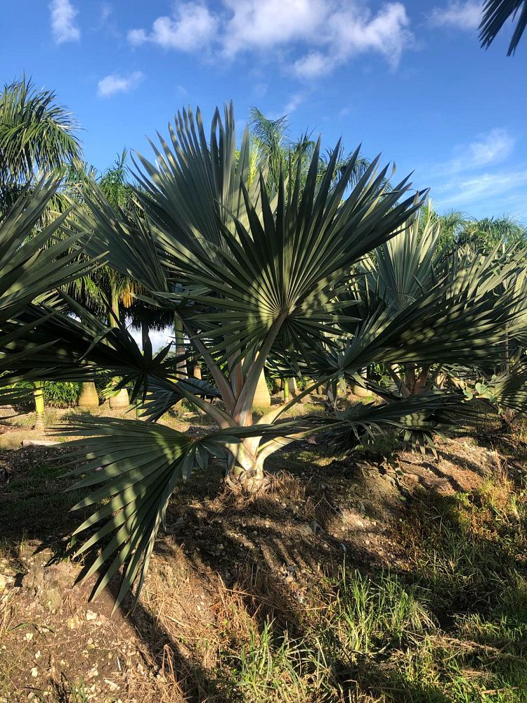 latania-lontaroides-red-latan-palm-latania-borbonica