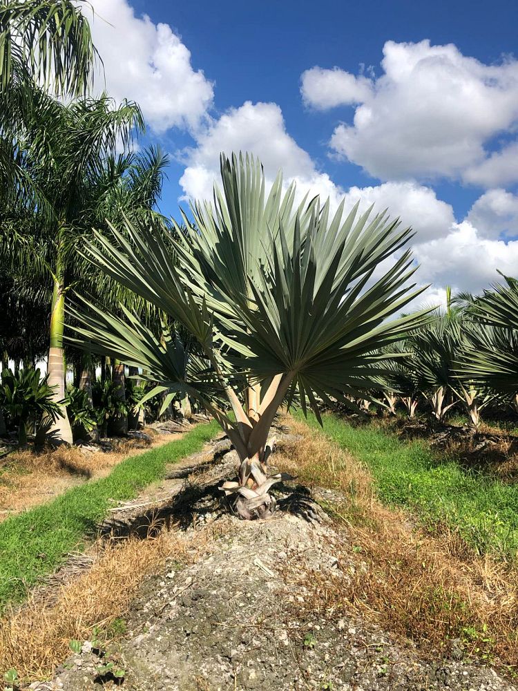 latania-lontaroides-red-latan-palm-latania-borbonica