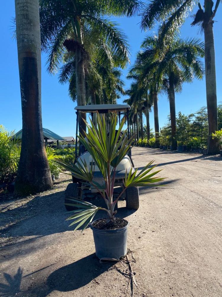 latania-lontaroides-red-latan-palm-latania-borbonica