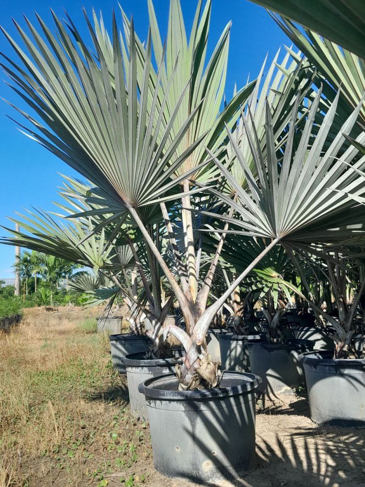 latania-lontaroides-red-latan-palm-latania-borbonica