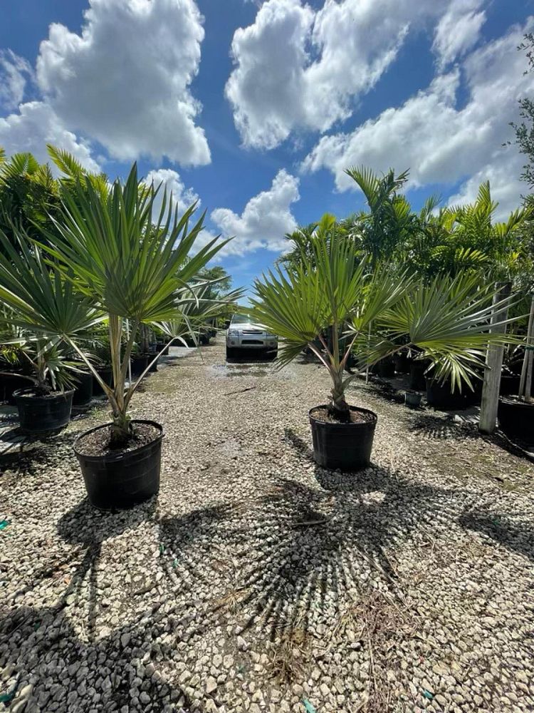 latania-lontaroides-red-latan-palm-latania-borbonica