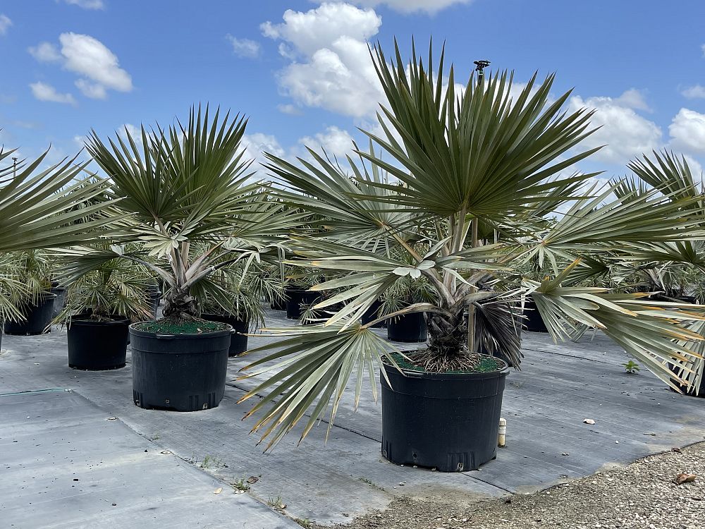 latania-lontaroides-red-latan-palm-latania-borbonica